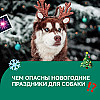 ПОДКАСТ ХВОСТАТАЯ ЗАБОТА #9: Что делать, если собака боится петард?