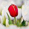 Тюльпан