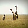 AFRICAN ATMOSPHERE with EVGENY LEVCHENKO