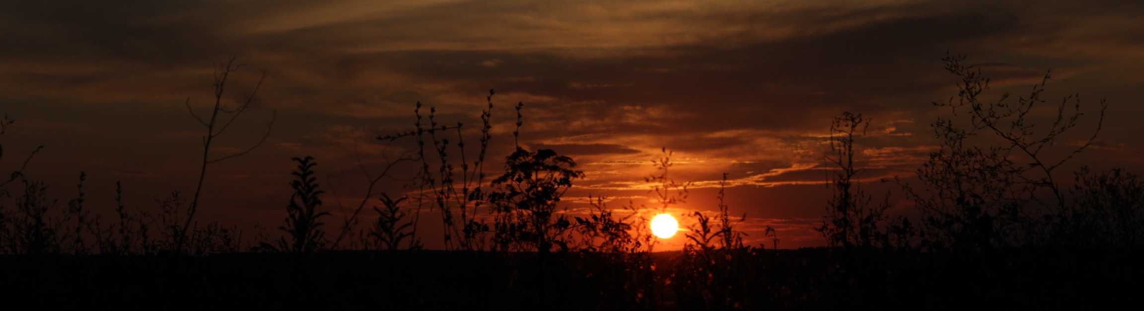 11 тысяч палок