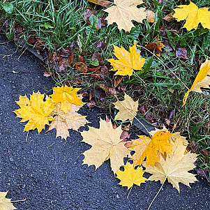 Красно-жёлтые звезды клёна