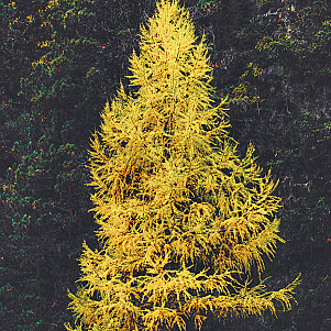 Лиственница