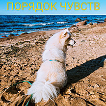 Порядок чувств
