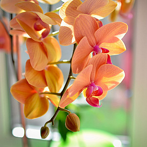 Как пересадить орхидею в домашних условиях. Пример на сорте фаленопсис.